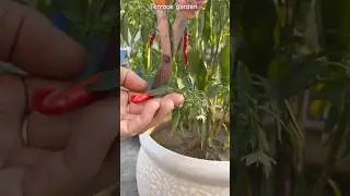 Grow your 🌶️ plant at home🏡👌🏻 #relax #home #meditation