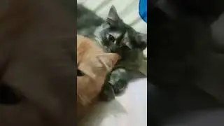cat's communication with ears 😘😍🥰 #cat #facts #cute#kitten #trending #@ruhiyasmeen261