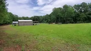 Alpaca alert 2 and more prancing