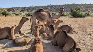 Camel's sleeping style is so unique you will be surprised 
