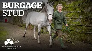 ITM Irish Stallion Showcase 2021 - Burgage Stud