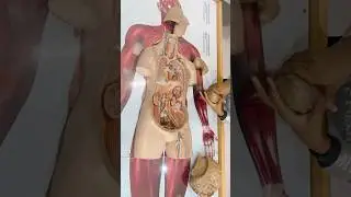 Human body anatomy puzzle #dubai #shorts #childrenspark #anatomy #trendingshorts #ytshorts