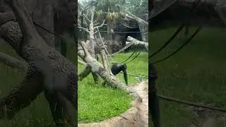 Monkeys #animals #winter #familytime #summer #outofschool  #dayinmylife #houston