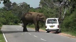 Wild Elephant Attacks SL