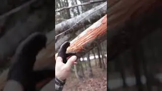 How Moose Survive Winter in Alaska