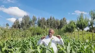 mûirîtu ndagîire kûrengerwo kîande handûinî ha mûtuo, angîkarengerwo nî mûrûme nita kûhika kûngî.