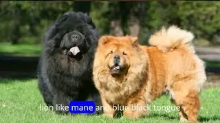 THE MOST EXPENSIVE DOG BREEDS ONLY THE RICH CAN AFFORD