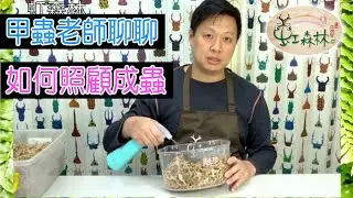 甲蟲成蟲的照顧  怎麼佈置甲蟲的家  雞母蟲羽化成蟲後怎麼照顧 什麼是蟄伏 水苔好用嗎★ 虹森林甲蟲chentsei甲蟲老師 ★