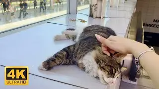 Extremely Hot Day in Istanbul: Young Cat Finds Cool Shade at Subway Entrance | 4K UHD