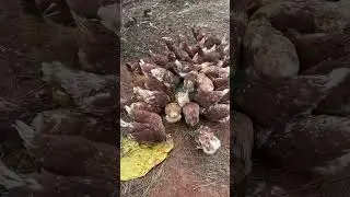 Они будут полоть от сонников нашу плантацию , сейчас приучаем их к этой траве в Китае!