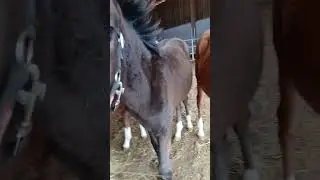 fohliisss💞🥹✨ #horse #pferdem&auml;dchen #equestrian #viral #pony #baby #foryourpage #fohlen