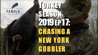 Chasing a NEW YORK Gobbler- Panola Turkey Season 2019 EP.17