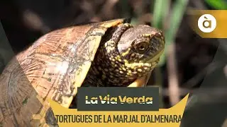 El projecte d'Acció Ecologista Agró que protegeix les tortugues de la Marjal d'Almenara-La via verda