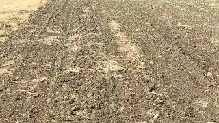 Food growing at Frank's Farm July 2025