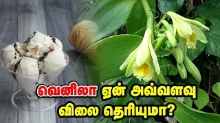 வெனிலா சாகுபடியில் இது ரொம்ப முக்கியம்  | Vanilla Cultivation | Pasumai Vikatan