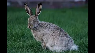 Calgary jack rabbit mating dance