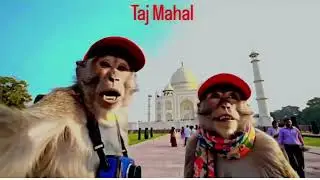 AI Viral Monkey Vlog Bundle &ndash; 500+ Trending AI Monkey Reels for Instagram & YouTube Shorts 1