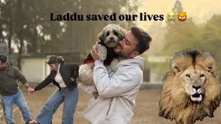 Laddu ne sabki jaan bachayi Farm house me🦁#funny #youtube #dog #foryou #nature #pahadi #villagelife 