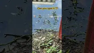 Water Snake #watersnake #snakesofindia #ytshorts #biolive #naturelovers
