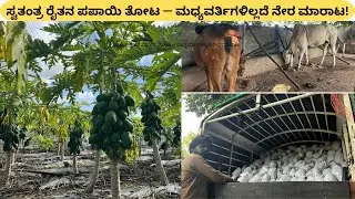 ಸ್ವತಂತ್ರ ರೈತನ ಪಪಾಯಿ ತೋಟ — ಮಧ್ಯವರ್ತಿಗಳಿಲ್ಲದೆ ನೇರ ಮಾರಾಟ! #papaya #papayafarming #papayacutting