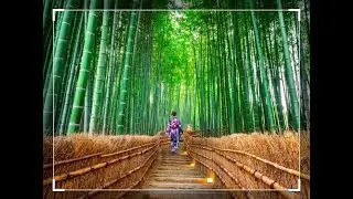 the difference between forest and jungle