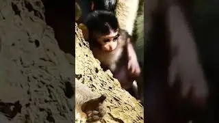 Newborn Monkey Baby Family p9 #shorts #animals #monkey #wildlife