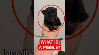 Why Is Everyone Obsessed With Pibble Puppies? #shorts