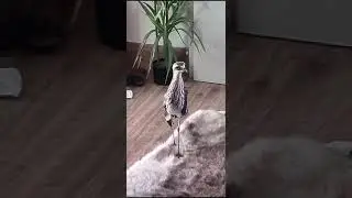 Funniest Curlew Bird doesn't want to leave the house