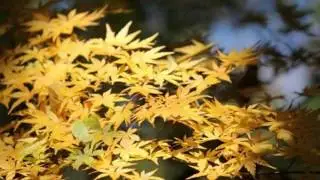 54年ぶり11月の雪、、紅葉もびっくり