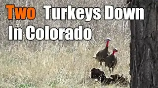 Archery Hunting Turkeys In Colorado | Public Land | MIKE HUNTS |