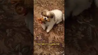 Ребята хотите увидеть как мой хозяин ездит  на мотоцикле если будит 930 то он покажет подпишись