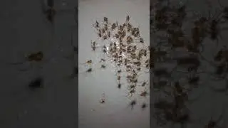 Smol, Smol Spiders