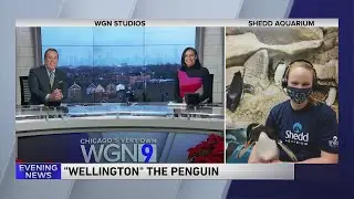 Wellington the Penguin from Shedd Aquarium joins WGN News