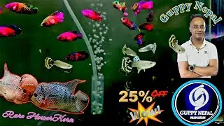 One Stop Solution for Guppy Lovers | Guppy Nepal | Grab The Offers | Trusted Fish Shop |