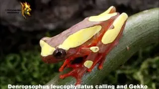 Dendropsophus leucophyllatus calling