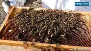 Bienen - die tierischen Superhelden - wetteronline.de