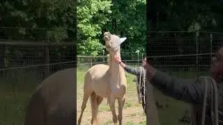 5/4/25 he does the absolute best llama impressions EVER