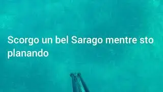 Pesca sub ( Saragone ) in caduta con acque sempre pi&ugrave; miti