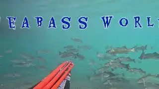 Spearfishing Passion - Neo Carbone - NC85R & NC110PN  by Domagoj Zupan - Seabass World