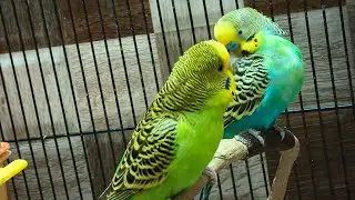 Birds palace is live!