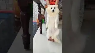 Cute pomeranian 😘😍💕| pet love status | #shorts  #pets  #petstatus #petlokam #dogs #pomeranian