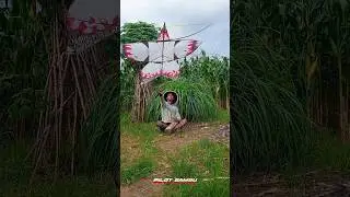 tes terbang layang gapangan Thailand style🔥#layangan#layanglayang#จุฬา#kite#shorts #shortvideo
