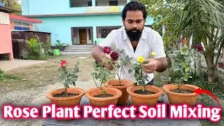 How to do Pruning, Soil Mixing and Reporting for the Rose Plant || Dream Garden Assam