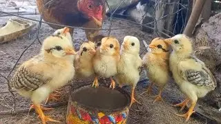 Beautiful Chicken Animals Eating Food