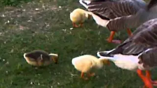 Spring babies at Lodi Lake