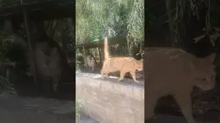 Cyprus is CAT HEAVEN! #shorts #cats