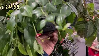 Garden Centre #housePlant browsing/Shopping Dec 2024 in #Brighton, #monstera #philodendrons + more