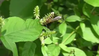 Scoliid wasp (Campsomeris prismatica)