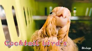 Cocktail baby lovebirds 🦜 🦜 feeding time 😊 Bkvlogs #Bago Kumar vlogs is live❗