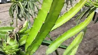 TOUR vlogs in Dragon fruit farm